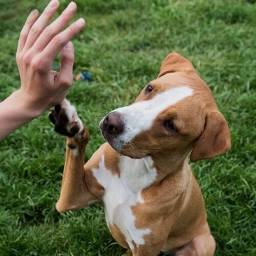 Adiestramiento Canino Adiestramiento Canino