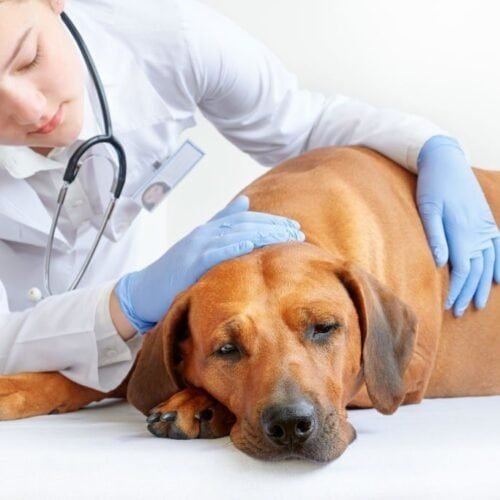 Certificado + 9 Masterclass De Medicina Interna