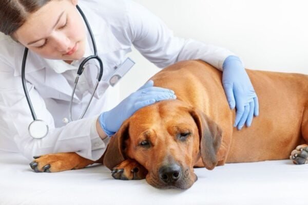Certificado + 9 Masterclass De Medicina Interna