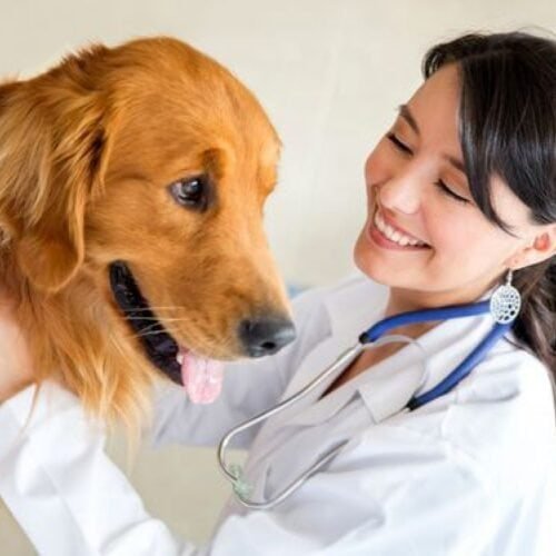 Técnico Auxiliar En Clínicas Veterinarias