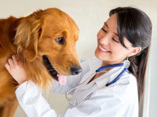 Técnico Auxiliar En Clínicas Veterinarias