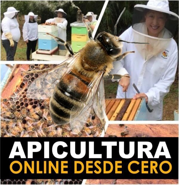Apicultura Online Desde Cero